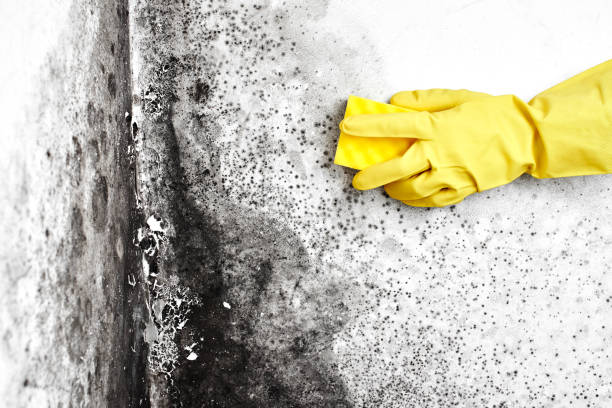Best Mold Odor Removal Services  in North Judson, IN