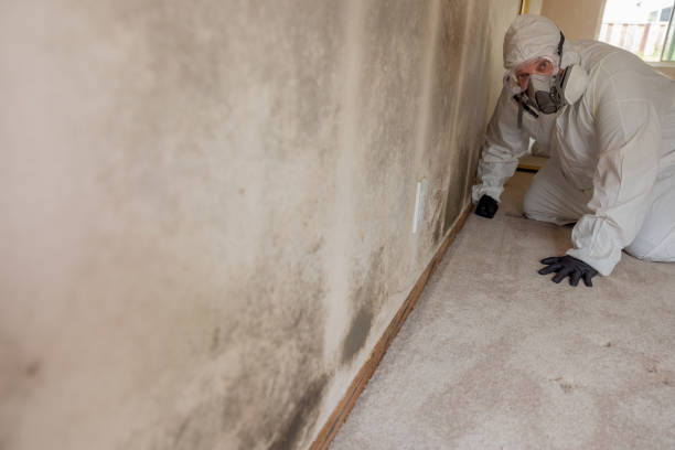 Best Water Damage & Mold Remediation  in North Judson, IN